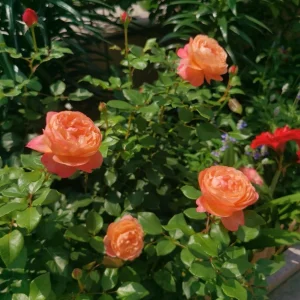 Robin Rose Live Plant - Fragrant Orange Apricot Shrub Rose - 120-150 cm Tall - Outdoor - Image 4