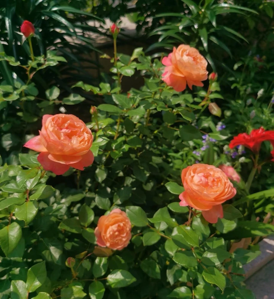Robin Rose Live Plant - Fragrant Orange Apricot Shrub Rose - 120-150 cm Tall - Outdoor - Image 4