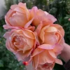 Robin Rose Live Plant - Fragrant Orange Apricot Shrub Rose - 120-150 cm Tall - Outdoor - Image 1