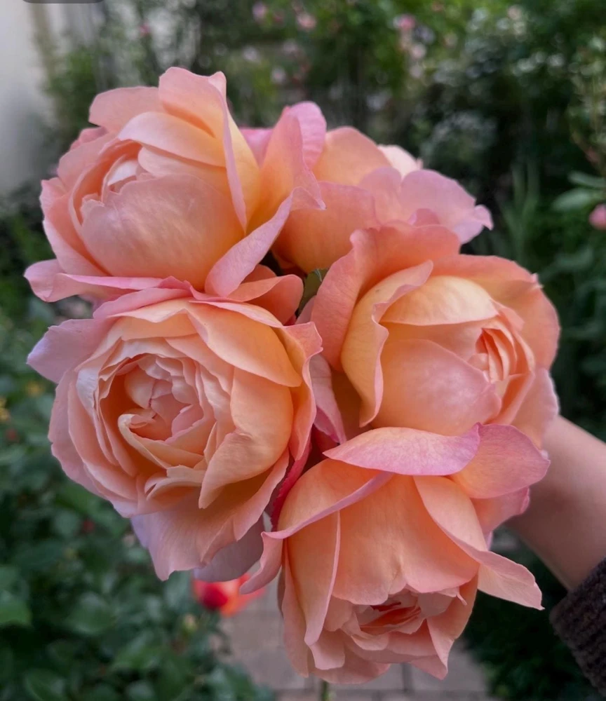 Robin Rose Live Plant - Fragrant Orange Apricot Shrub Rose - 120-150 cm Tall - Outdoor - Image 1