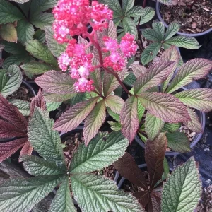 Rodgersia Bronze Peacock Live Plant - 2.5x3.5 inch Pot - Woodland Perennial - Image 2