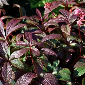 Rodgersia Bronze Peacock Live Plant - 2.5x3.5 inch Pot - Woodland Perennial - Image 5
