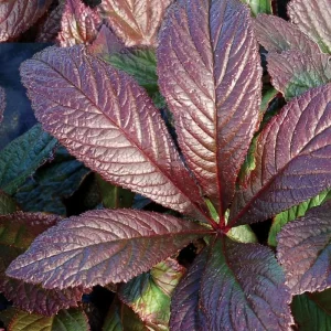 Rodgersia Bronze Peacock Live Plant - 2.5x3.5 inch Pot - Woodland Perennial - Image 6