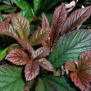 Rodgersia Bronze Peacock Live Plant - 2.5x3.5 inch Pot - Woodland Perennial - Image 8