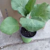 Rosa Bianca Eggplant Live Plant – 3 Plants in 6-inch Pots – Edible Garden - Image 1