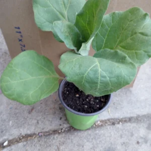 Rosa Bianca Eggplant Live Plant – 3 Plants in 6-inch Pots – Edible Garden - Image 1