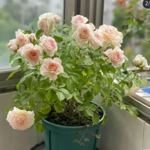 Rose Gelato Live Plant - White/Cream Yellow Double Petal Rose Bush, 30-50 cm - Image 3