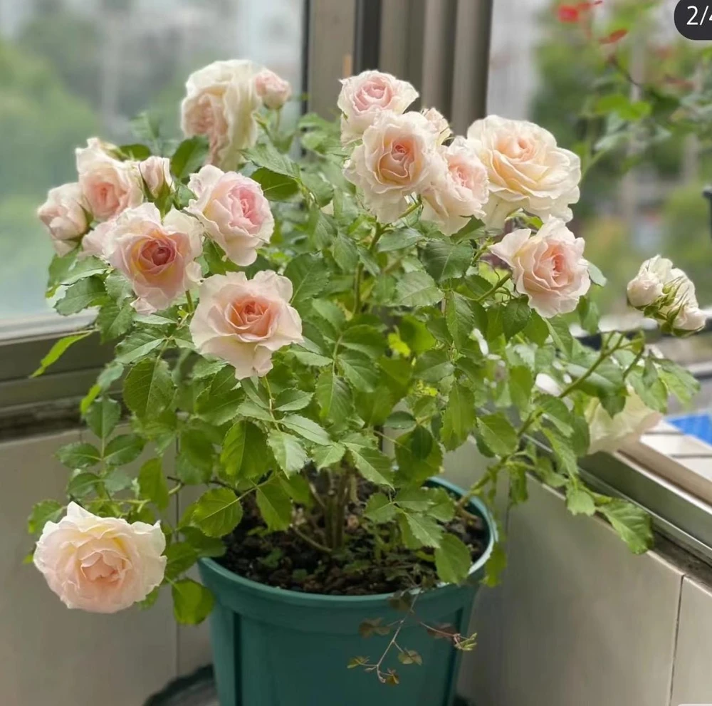 Rose Gelato Live Plant - White/Cream Yellow Double Petal Rose Bush, 30-50 cm - Image 3