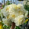 Rose Gelato Live Plant - White/Cream Yellow Double Petal Rose Bush, 30-50 cm - Image 1
