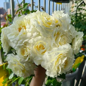 Rose Gelato Live Plant - White/Cream Yellow Double Petal Rose Bush, 30-50 cm - Image 1