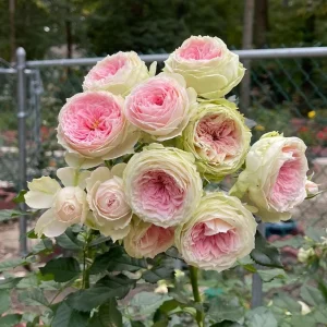 Rose Pompon Veranda Live Plant - Cream Pink Floribunda Rose - Compact Patio Rose - Image 2