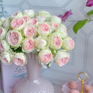 Rose Pompon Veranda Live Plant - Cream Pink Floribunda Rose - Compact Patio Rose - Image 3