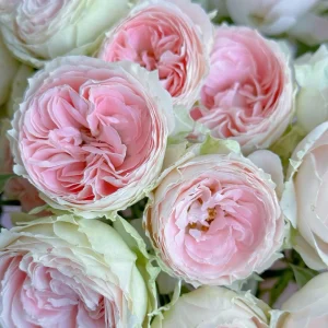 Rose Pompon Veranda Live Plant - Cream Pink Floribunda Rose - Compact Patio Rose - Image 4