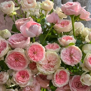 Rose Pompon Veranda Live Plant - Cream Pink Floribunda Rose - Compact Patio Rose - Image 5