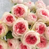 Rose Pompon Veranda Live Plant - Cream Pink Floribunda Rose - Compact Patio Rose - Image 1