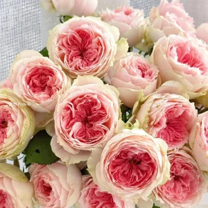 Rose Pompon Veranda Live Plant - Cream Pink Floribunda Rose - Compact Patio Rose - Image 1
