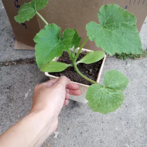 Round Zucchini Summer Squash Live Plant – 6 inch Pot – 2 Plants - Image 3