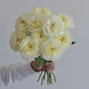 Royal Park Rose Live Plant - Fragrant Pinkish-Yellow, Repeat Blooming, 100 cm tall - Image 2