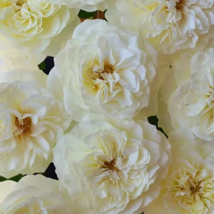 Royal Park Rose Live Plant - Fragrant Pinkish-Yellow, Repeat Blooming, 100 cm tall - Image 3
