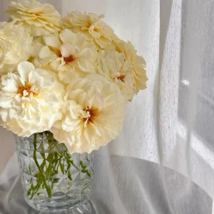 Royal Park Rose Live Plant - Fragrant Pinkish-Yellow, Repeat Blooming, 100 cm tall - Image 4