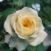 Royal Park Rose Live Plant - Fragrant Pinkish-Yellow, Repeat Blooming, 100 cm tall - Image 1