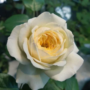 Royal Park Rose Live Plant - Fragrant Pinkish-Yellow, Repeat Blooming, 100 cm tall - Image 1