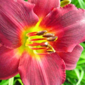 Ruby Red Stella Daylily Live Bare Root Plant - Hemerocallis - 1 Fan - Image 3