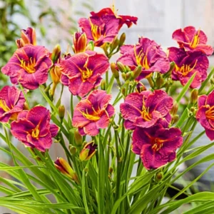 Ruby Red Stella Daylily Live Bare Root Plant - Hemerocallis - 1 Fan - Image 4