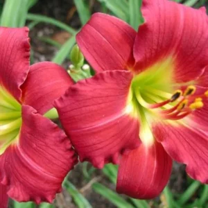 Ruby Red Stella Daylily Live Bare Root Plant - Hemerocallis - 1 Fan - Image 1