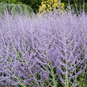 Russian Sage Live Plant - Perovskia atriplicifolia Starter - 2.5"x3.5" Pot - Image 1