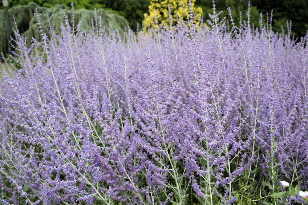 Russian Sage Live Plant - Perovskia atriplicifolia Starter - 2.5"x3.5" Pot - Image 1
