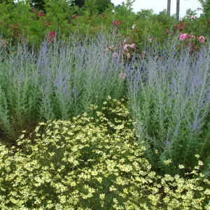Russian Sage Live Plant - Perovskia atriplicifolia Starter - 2.5