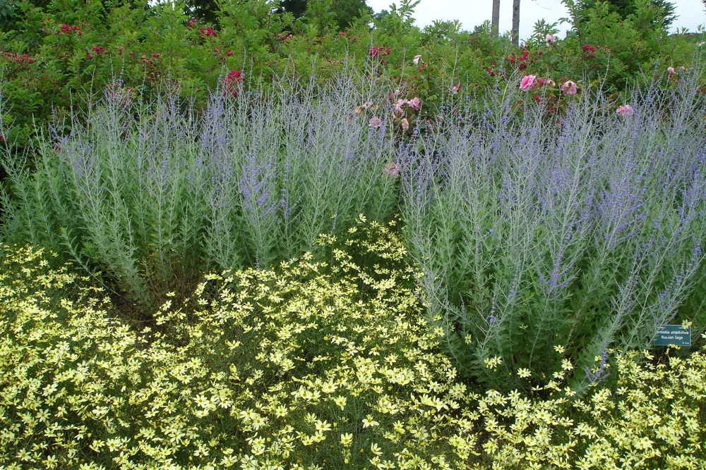 Russian Sage Live Plant - Perovskia atriplicifolia Starter - 2.5"x3.5" Pot - Image 2