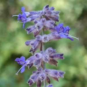 Russian Sage Live Plant - Perovskia atriplicifolia Starter - 2.5