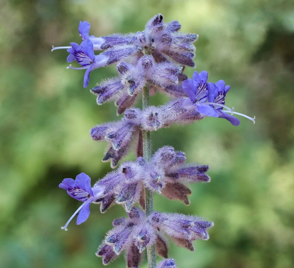 Russian Sage Live Plant - Perovskia atriplicifolia Starter - 2.5"x3.5" Pot - Image 3