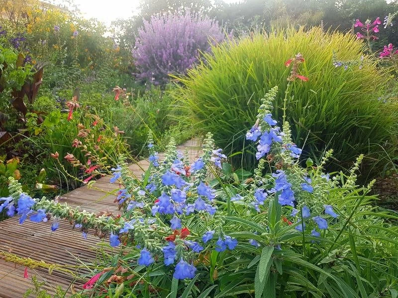 Salvia Azurea Live Plant - Blue Sage Perennial - 3 inch Pot - Outdoor Native - Image 3