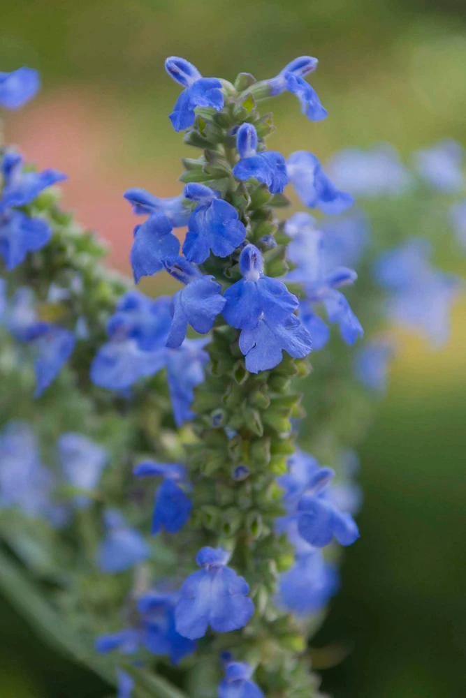 Salvia Azurea Live Plant - Blue Sage Perennial - 3 inch Pot - Outdoor Native - Image 4