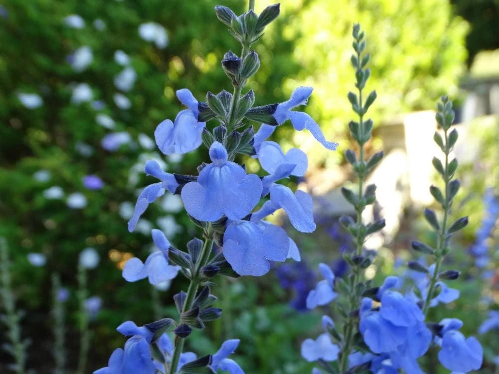 Salvia Azurea Live Plant - Blue Sage Perennial - 3 inch Pot - Outdoor Native - Image 1