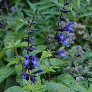 Salvia 'Black and Blue' Live Perennial Plant - Cobalt Blooms - 2.5