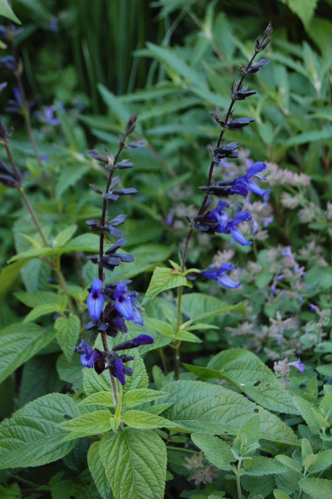 Salvia 'Black and Blue' Live Perennial Plant - Cobalt Blooms - 2.5" Pot - Image 2