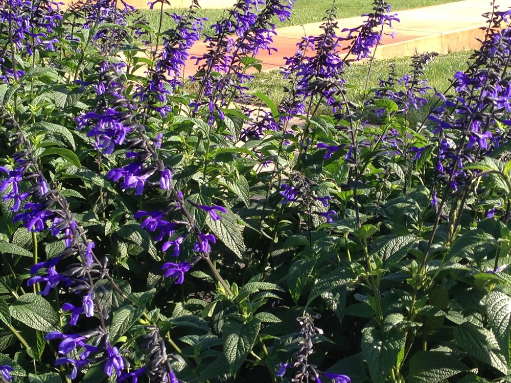 Salvia 'Black and Blue' Live Perennial Plant - Cobalt Blooms - 2.5" Pot - Image 3
