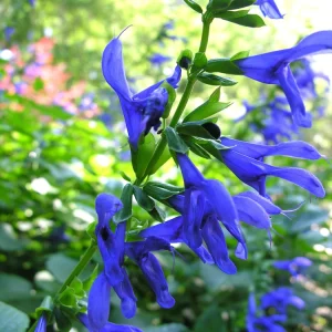 Salvia 'Black and Blue' Live Perennial Plant - Cobalt Blooms - 2.5