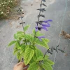 Salvia Black Bloom Live Plant – 6 inch Pot – Outdoor Flowering Shrub - Image 1