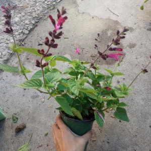 Salvia Coccinea Live Plant – Scarlet Sage in 6 inch Pot – Outdoor Perennial - Image 1