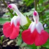 Salvia Greggii Hot Lips Red & White Baby Sage Live Herb Plant Cuttings - 7 Pack, 6 inch - Image 1