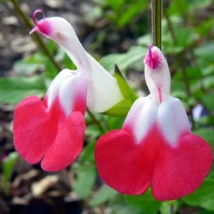 Salvia Greggii Hot Lips Red & White Baby Sage Live Herb Plant Cuttings - 7 Pack, 6 inch - Image 1