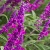 Salvia Leucantha Purple Mexican Sage – 7 Live 6" Cuttings – Indoor/Outdoor Herb Plant - Image 1