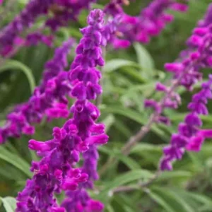 Salvia Leucantha Purple Mexican Sage – 7 Live 6" Cuttings – Indoor/Outdoor Herb Plant - Image 1