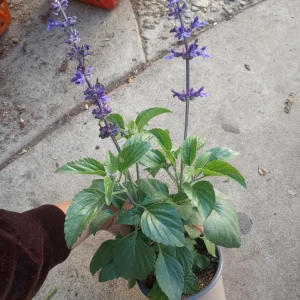 Salvia Mystic Spires Blue Live Plant – 6 inch Pot – Outdoor Perennial Flower - Image 1