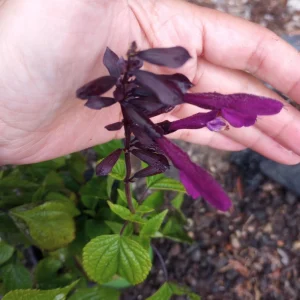 Salvia Rockin Deep Purple Live Plant – 6 Inch Pot – Outdoor Shrub - Image 4